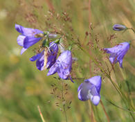 fleur_printemps