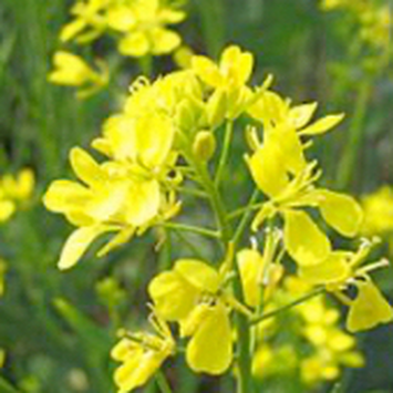 Graine de Sénevé Graine de Sénevé