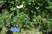 Rose "Pape François" Rose "Pape François"