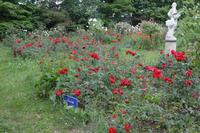 Parterre de roses Parterre de roses