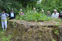 Autour de la souche du cèdre du Liban Autour de la souche du cèdre du Liban